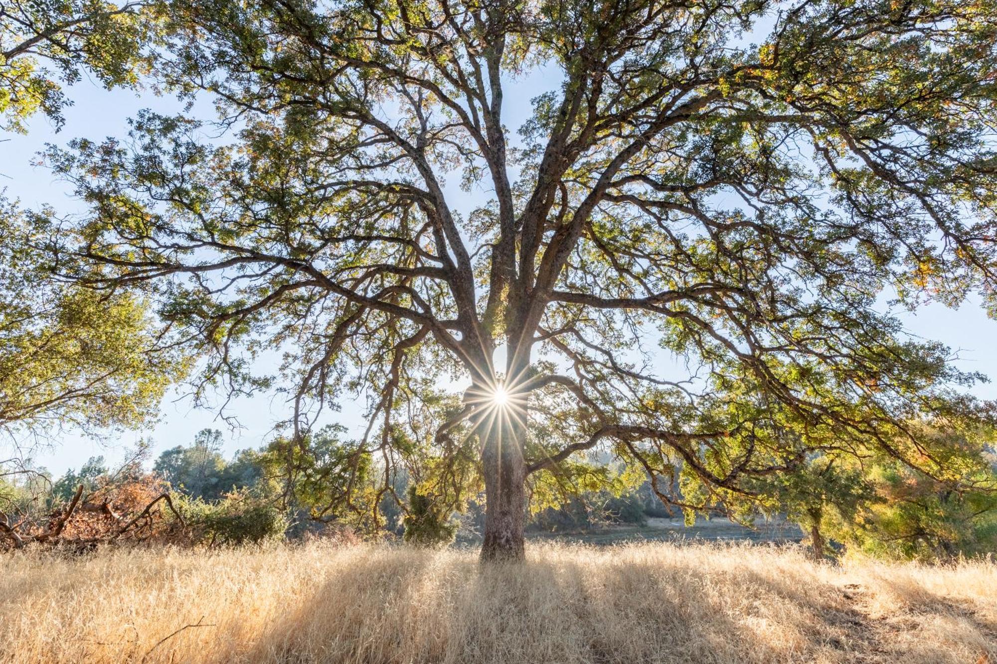 Rolling Oaks Ranch - 200 Acres Of Lakeside Beauty & Countryside Serenity Mariposa Exterior photo