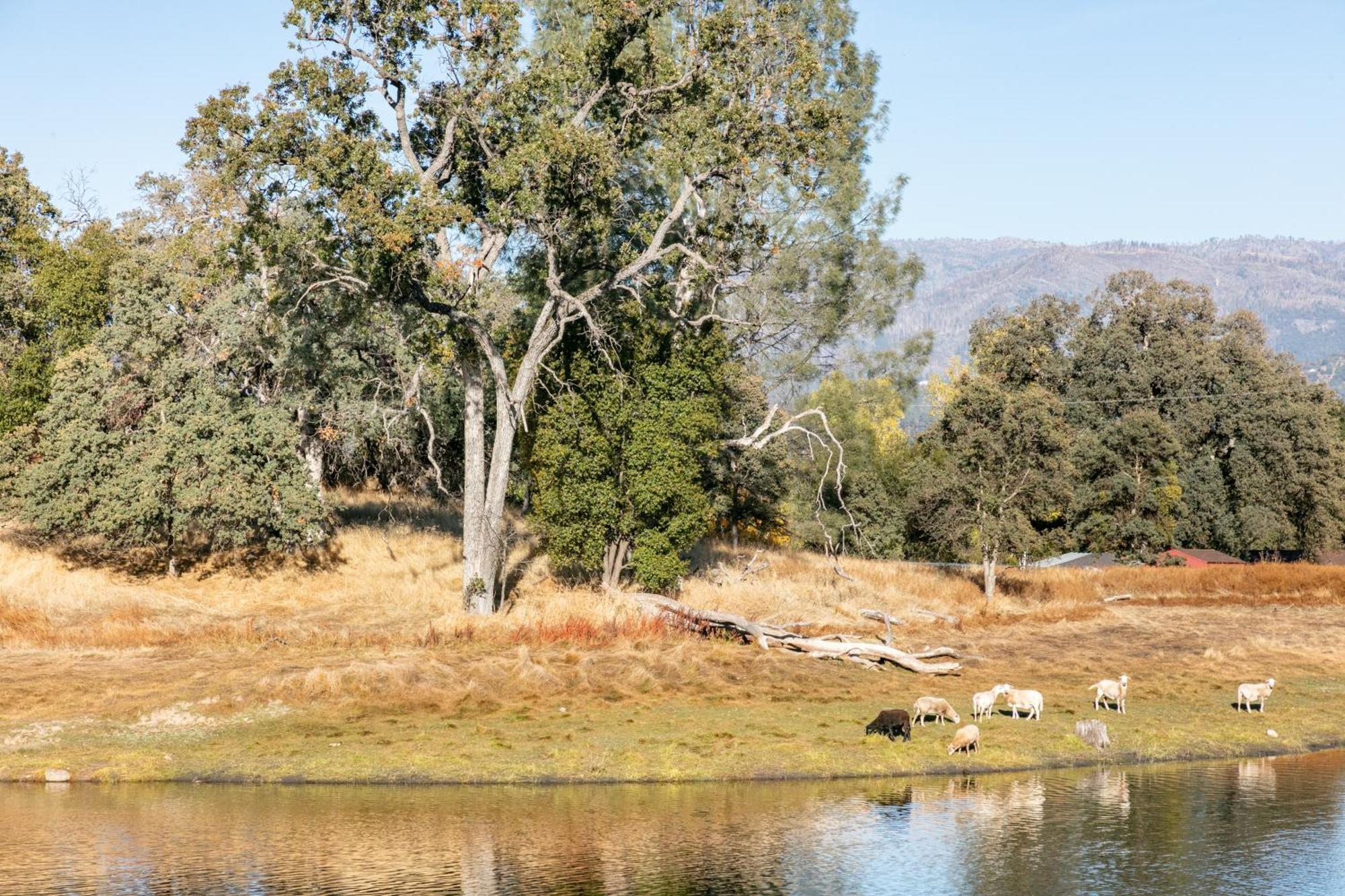 Rolling Oaks Ranch - 200 Acres Of Lakeside Beauty & Countryside Serenity Mariposa Exterior photo