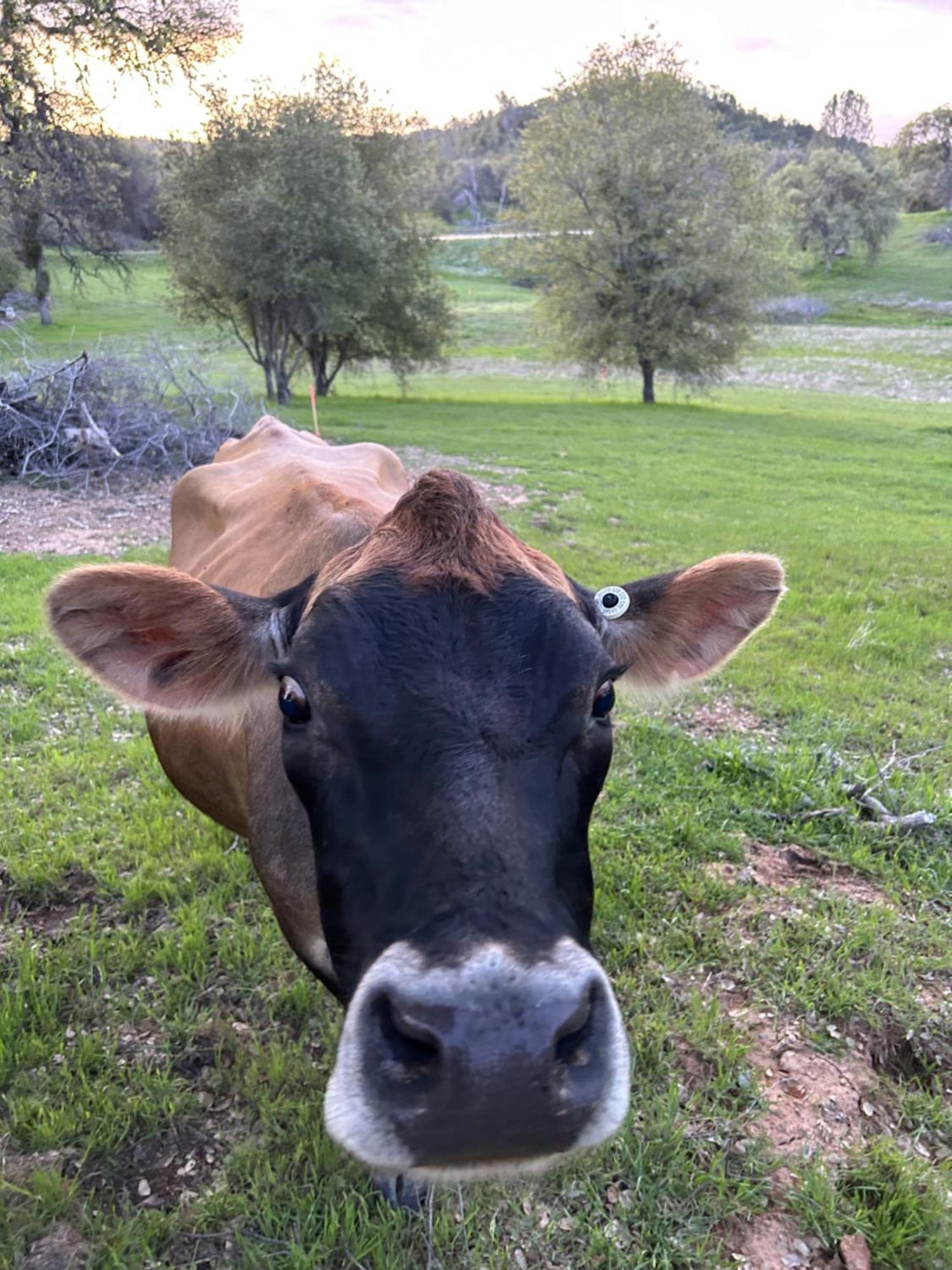 Rolling Oaks Ranch - 200 Acres Of Lakeside Beauty & Countryside Serenity Mariposa Exterior photo