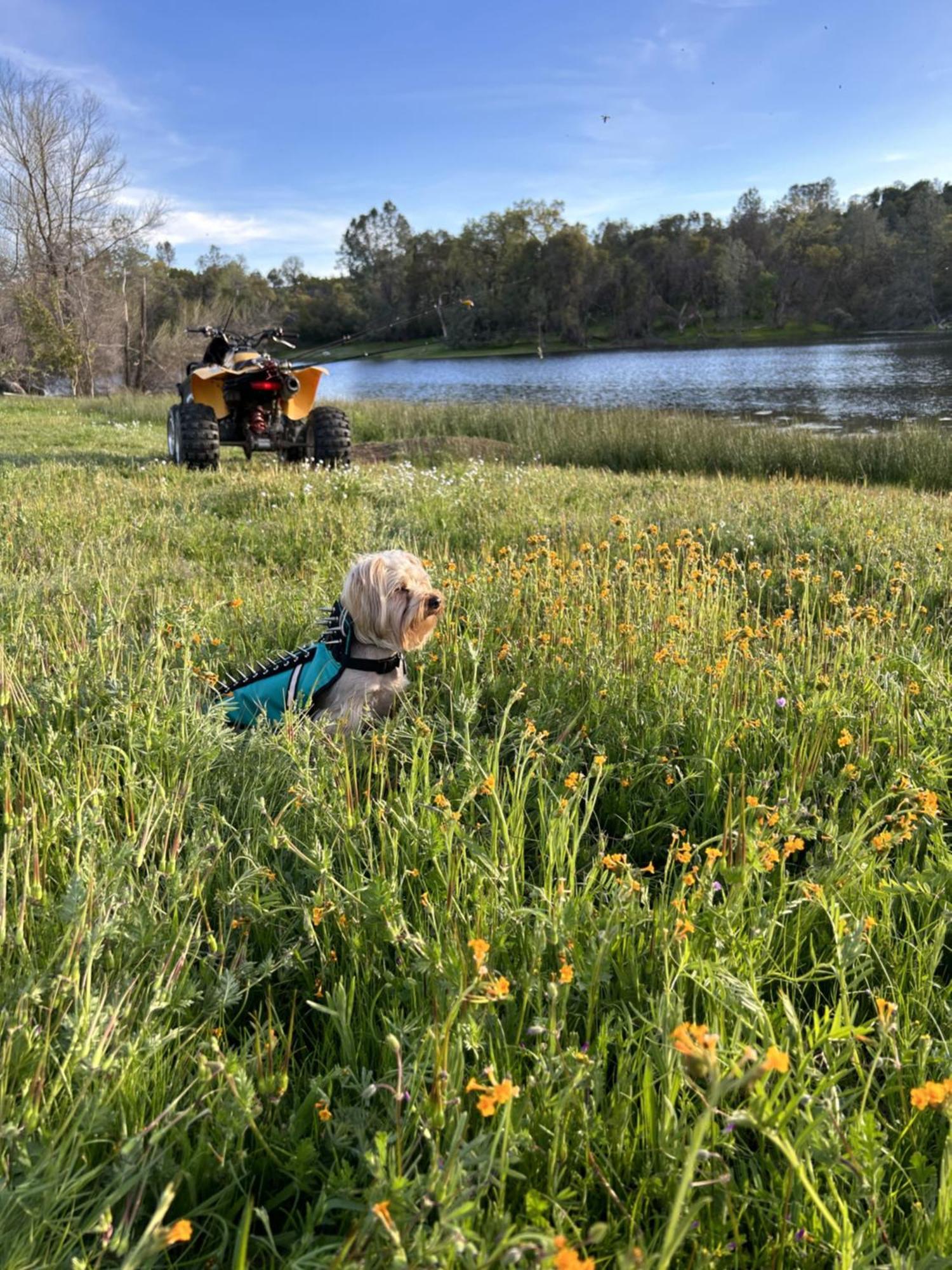 Rolling Oaks Ranch - 200 Acres Of Lakeside Beauty & Countryside Serenity Mariposa Exterior photo